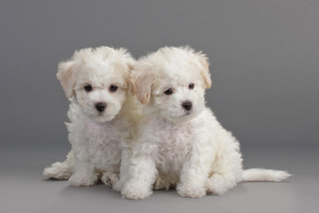 Bichon Frise puppies