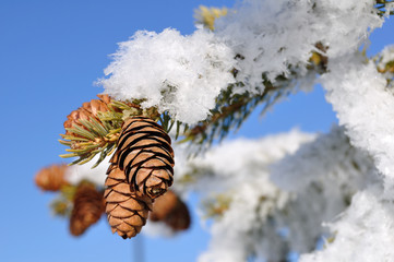 Frost Covered Spruce Tree Branch