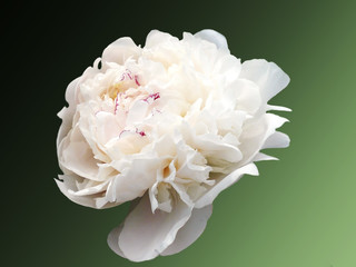 Gentle white peony