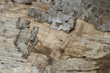 Wooden texture