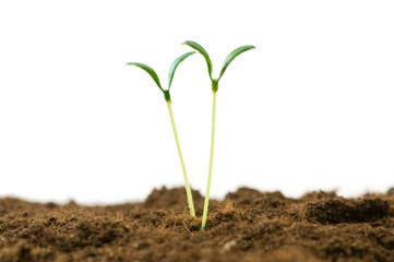 Green seedling illustrating concept of new life