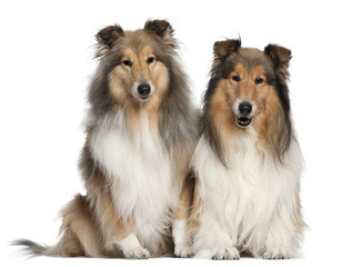 shetland sheepdogs, 6 and 7 years old, sitting