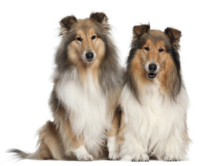 Fototapeta premium shetland sheepdogs, 6 and 7 years old, sitting