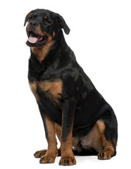 Rottweiler, 7 years old, sitting