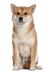 Shiba inu, 4 years old, sitting in front of white background