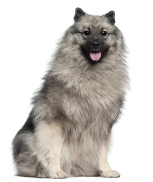 Keeshond, 1 year old, sitting in front of white background
