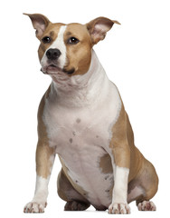 American Staffordshire Terrier, 3 and a half years old, sitting