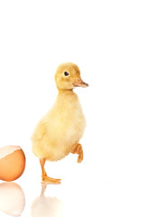 yellow duck on a white background .