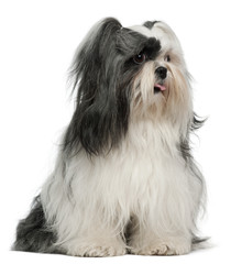 Lhasa Apso, 3 years old, sitting in front of white background