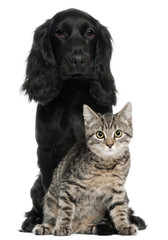 Cocker Spaniel and European Cat, 5 and 4 years old, sitting