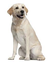 Labrador, 1 year old, sitting in front of white background