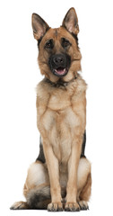 German Shepherd, 14 months old, sitting