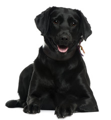 Labrador, 2 years old, lying in front of white background