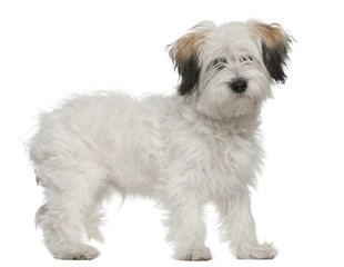 Crossbreed, 6 months old, standing