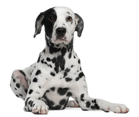 Dalmatian, 2 years old, lying in front of white background