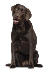 Labrador, 2 years old, sitting in front of white background