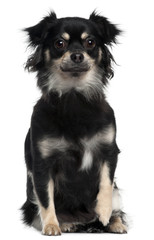 Chihuahua, 1 year old, sitting in front of white background