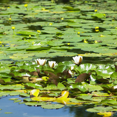 water-lilies, Powerscourt Gardens, County Wicklow, Ireland