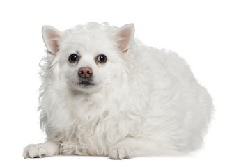 Obraz premium Keeshond, 10 years old, lying in front of white background