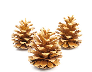 gold pine cones