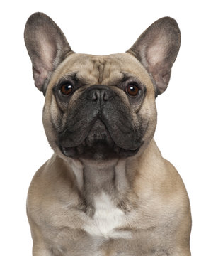 Close-up of French Bulldog, 2 Years old