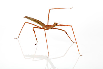 Annam Stabschrecke
