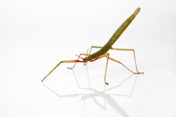 Indische Stabschrecke