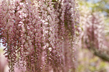 Naklejka premium 藤の花