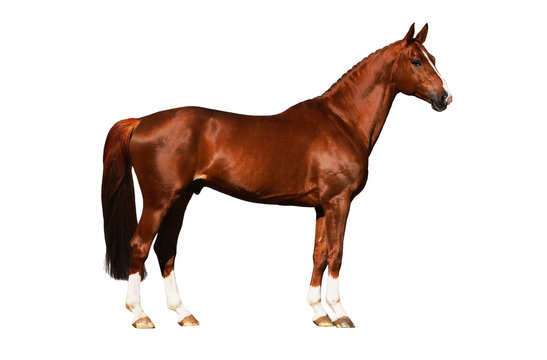 Horse exterior isolated