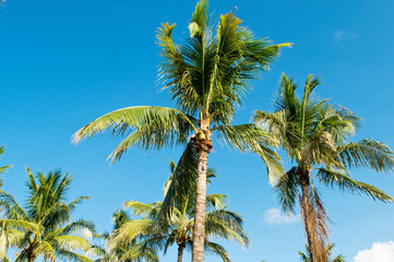 Palms trees on the beach during bright day