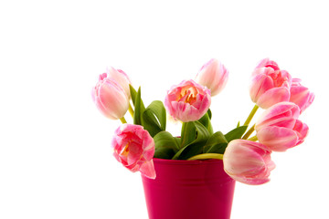 Pink tulips