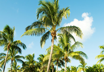 Obraz premium Palms trees on the beach during bright day