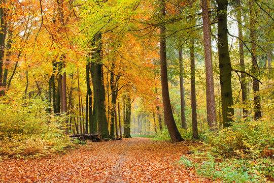 Fototapeta Waldweg im Herbst