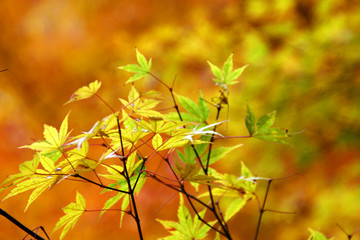 紅葉のカエデ