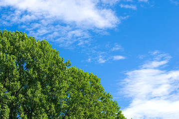 ユリノキと空