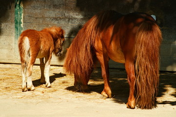 Irish pony mare with her foal