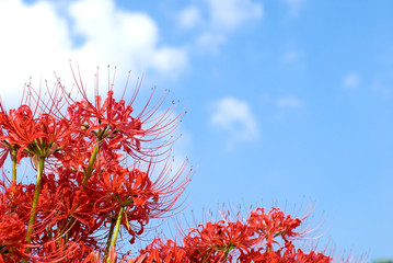 マンジュシャゲの花と空