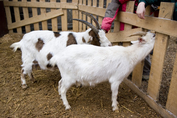 Tiergehege mit Ziegen im Zoo