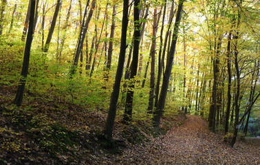 Fototapeta premium Footpath through a beautiful autumn forest