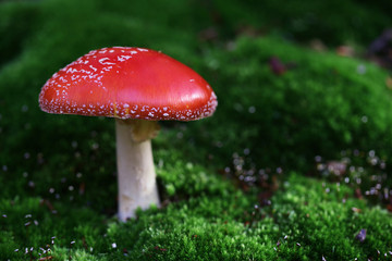 Fly agaric toadstool in moss