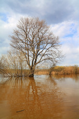 big oak in brown water