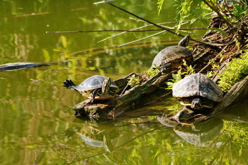 Turtles