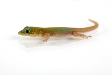 Phelsuma laticauda laticauda