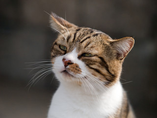 猫の微笑