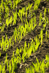 Obraz premium Grain seedling growing, agriculture