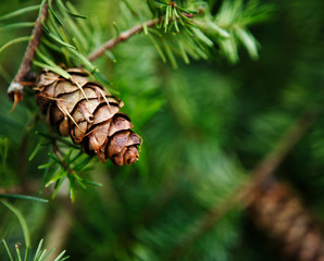 Branch with cone