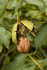 Ripe walnut ready to fall from tree