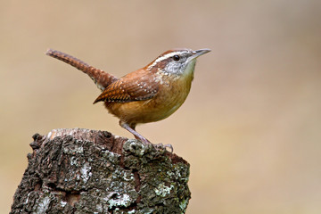 Carolina Wren (Thryothorus ludovicianus)