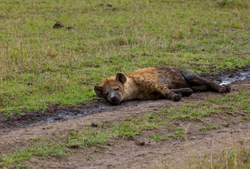 Spotted Hyena relaxing