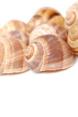 group of Beautiful sea shell. isolated on white background